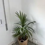 Cecilia * بورتوغروارو